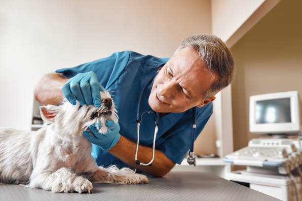 Best Broken or Cracked Tooth Emergency Dentist in Abernathy, TX